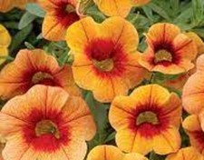 3  X  MIX  D   CALIBRACHOA