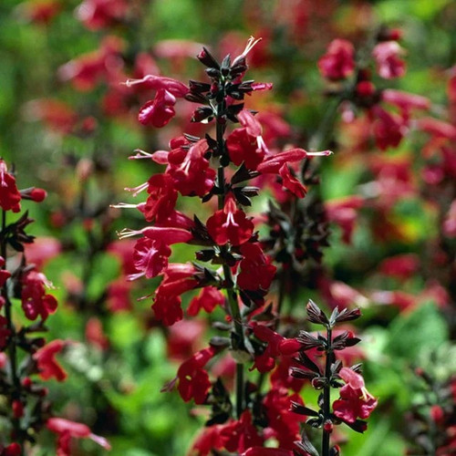 500 sage red - 500+,