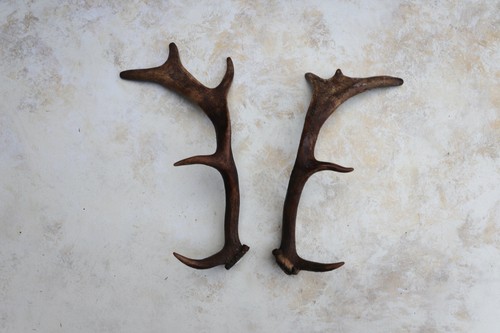 Pair fallow deer antlers 14 - of,