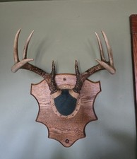 8 Point Wisconsin Whitetail Deer Antler Mount Plaque Cabin Decor Rustic Vintage