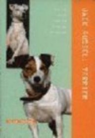 Jack russell terrier - jack, terrier,