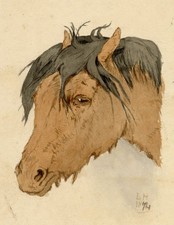 Highland Pony Horse Head Study