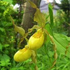 #1 Cypripedium pubescens FS plants Yellow Lady's Slipper hardy garden orchids 