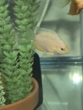 2-Pack Gold Severum Cichlid