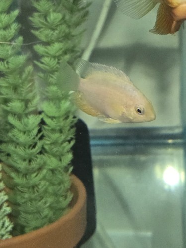 Pack gold severum cichlid - gold,
