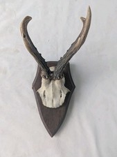 Taxidermy Roe Deer Antlers