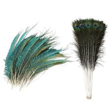 20x Natural Peacock Tail