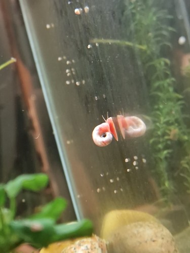 Pearl pink ramshorn - pearl, snails