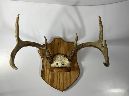 Mounted antlers small point - mounted,