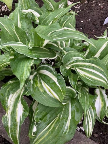 Hosta kiyosumi seiryu - hosta, seiryu‘