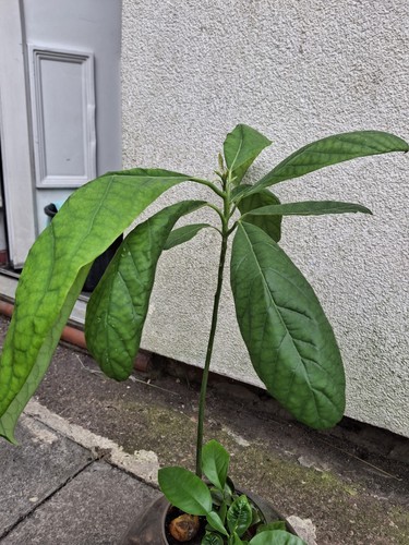 Avocado plant tree rooted - plant,