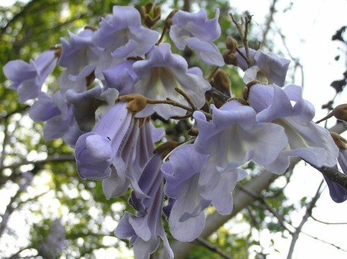 Princess tree royal - (,