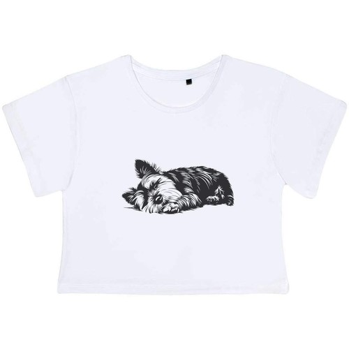 Yorkshire terrier asleep - terrier, asleep'