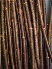 50 Salix Black Maul, Willow