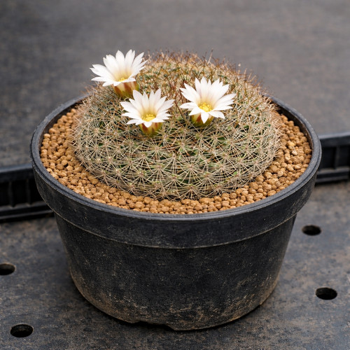 Mammillaria schmollii rog - mammillaria, 457