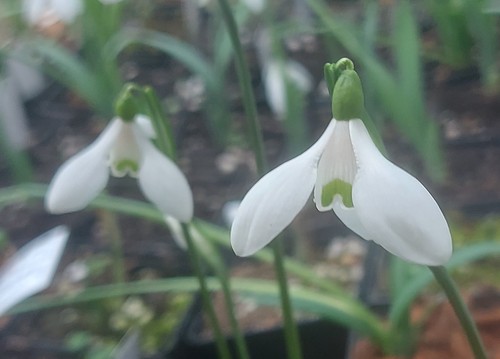 Galanthus rizehensis lady - galanthus,