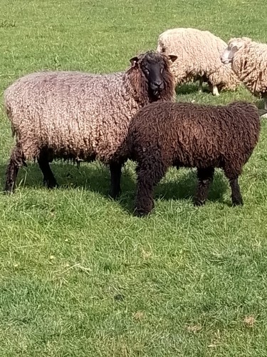 Black fleeces raw and unwashed - and,