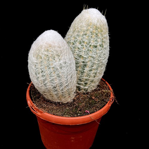 Very large espostoa lanata - very,