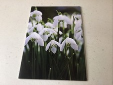 Trebah Gardens Falmouth DVD Video Narrated By Richard briers OSCHA Productions