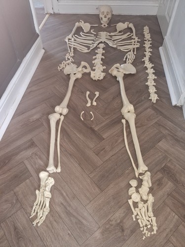 Unarticulated human skeleton - unarticulated,