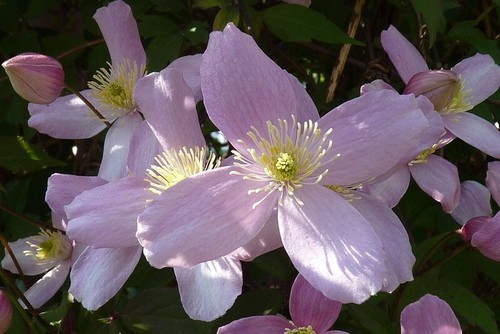Clematis montana elizabeth - montana,