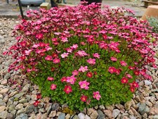 SAXIFRAGE ROSE  - Saxifraga