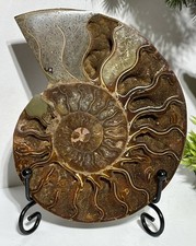 Large 12cm Ammonite Crystal