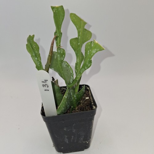 Epiphyllum anguliger fishbone - epiphyllum,