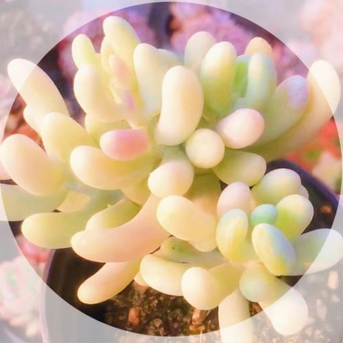 10x sedum allantoides - allantoides, seeds