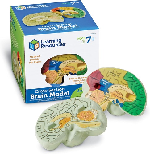 Learning resources foam brain - learning,
