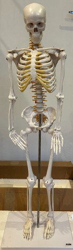 Axis scientific flexible - axis, 34"