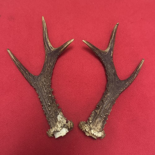 Pair roe deer - deer,