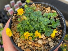 Potentilla verna 'Nana'' in