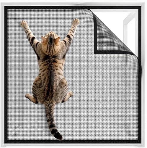 Window fly screen cat - fly, screen,