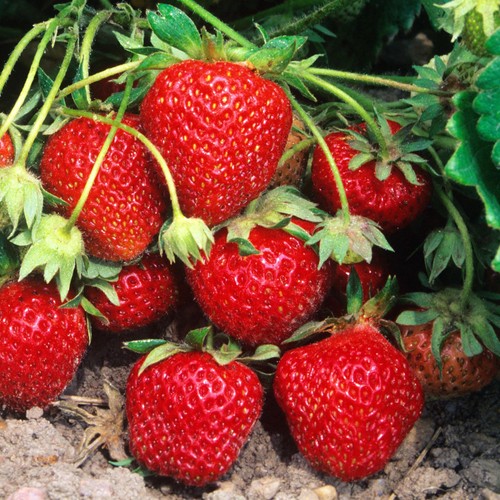Strawberry plants mixed - plants,
