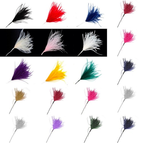 Wisps ostrich feathers on a - ostrich,
