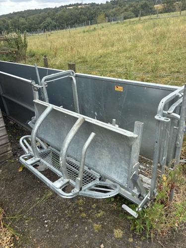 Sheep race handling drafting - sheep,