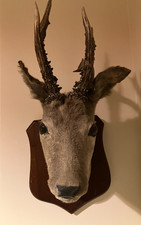 Vintage Taxidermy Mounted Roe