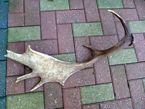 Fallow deer antler stick - fallow,