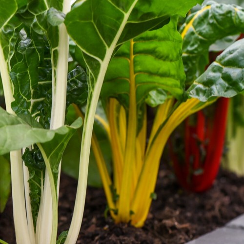 Swiss chard bright - t&m, 'bright