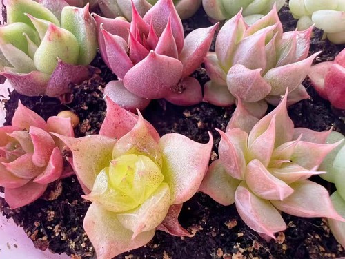 Echeveria malgan orchid 10 - echeveria,