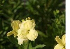 25  X Wallflower Primrose