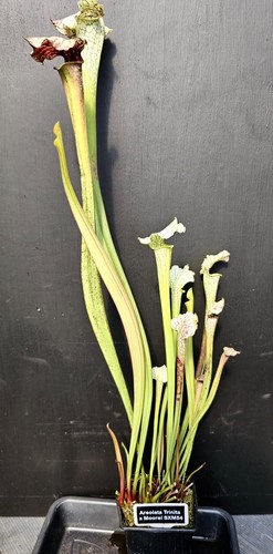Sarracenia areolata trinity - sarracenia,