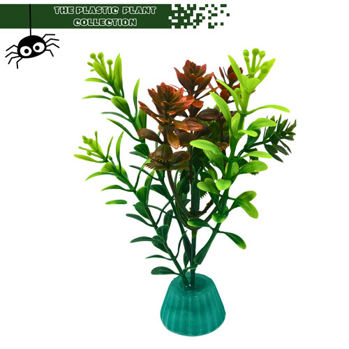 Display plants for frogs - display,
