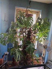 Large Leafed Swiss Cheese Plant