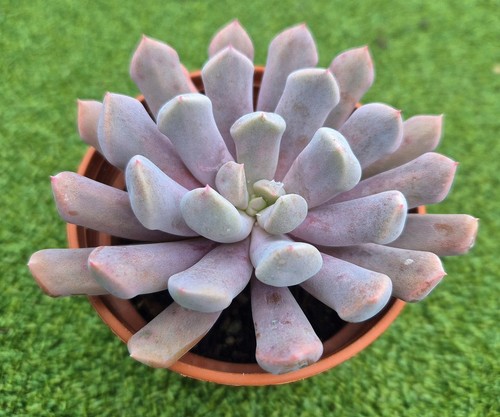 Echeveria lilac spoons large - echeveria, 'lilac