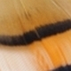 Veniard golden pheasant tippet - veniard,