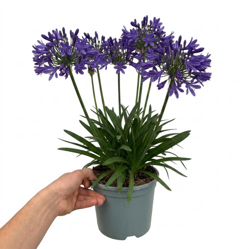 Large plant agapanthus - large,