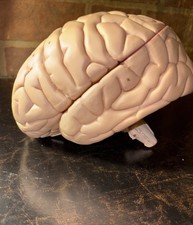 Anatomical Human Brain Model Six Parts Anatomy Medical Education