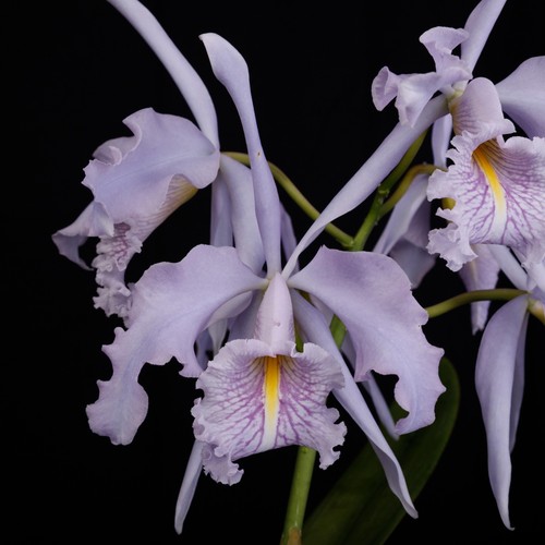 Cattleya maxima var coerulea - cattleya,